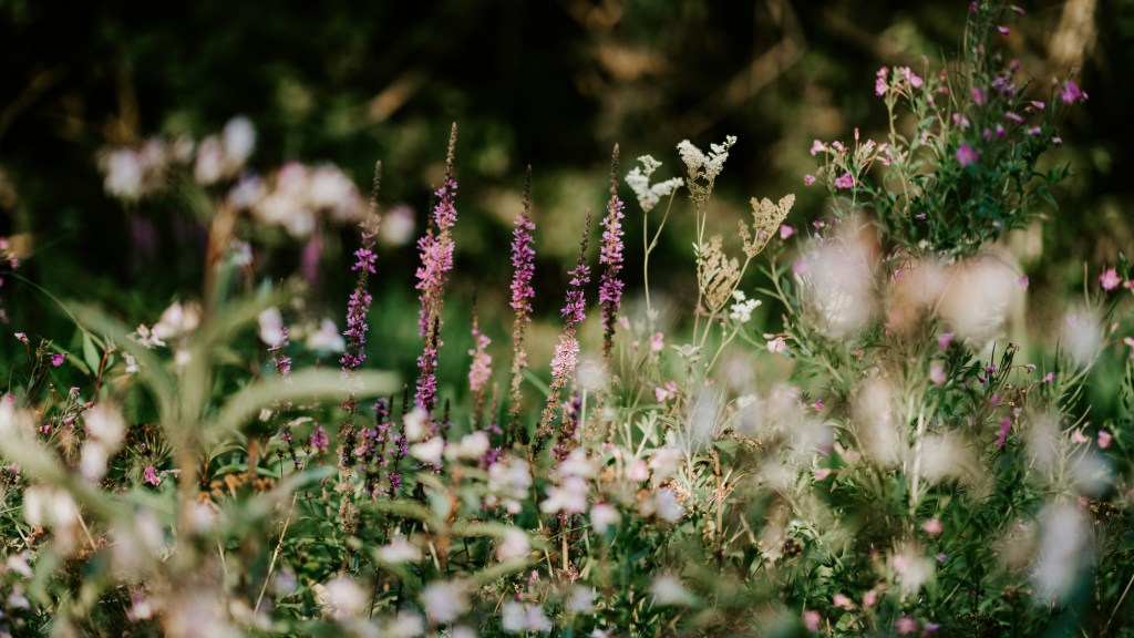 He Will Perform&nbsp;It